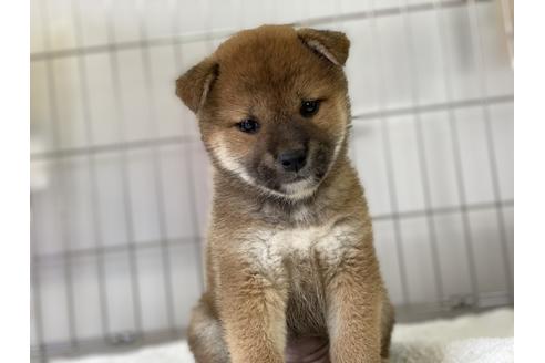 成約済の岡山県の柴犬-136199の4枚目